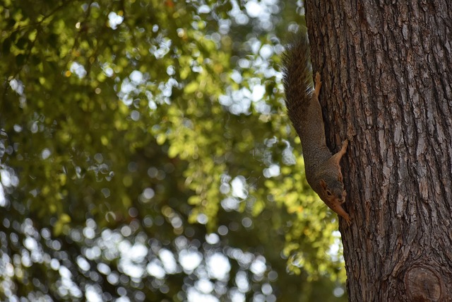芒特作为一 芒特作为一