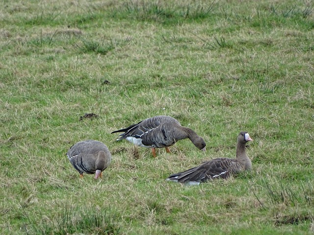 流通更顺、体验更好——广深港高铁春运跨境客流近400万人次.